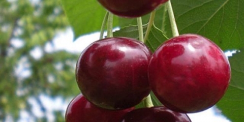 Podbelska trešnja: karakteristike i opis sorte, daje li rast